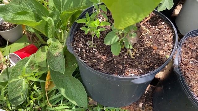 Growing Dwarf Tamarillo Dwarf Velvet Peach Cyphomandra abutiloides In The Food Forest смотреть онлайн