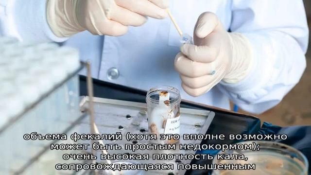 Серый кал у ребенка — норма или патология смотреть онлайн