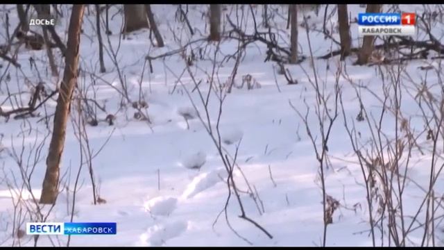 Карантин по африканской чуме свиней у диких кабанов смотреть онлайн