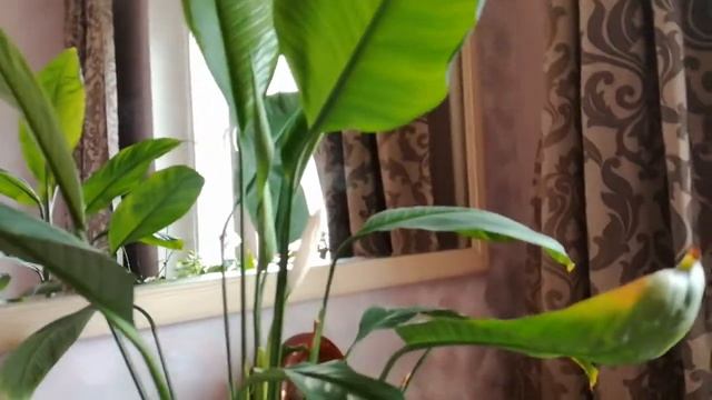 Мои цветы на южном окне смотреть онлайн