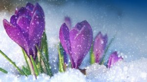 Футаж. Цветы на снегу 9  Footage. Flowers in the snow 9