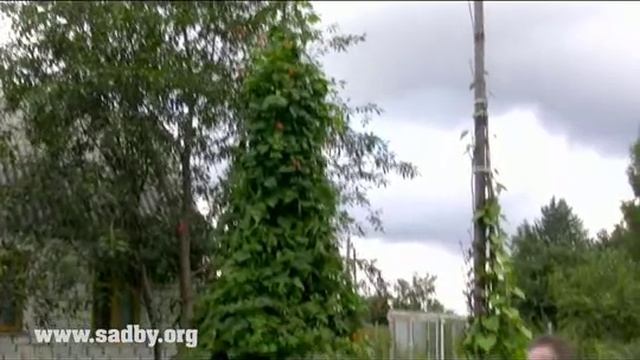 Делаем пирамиду из фасоли: красивую и урожайную! смотреть онлайн