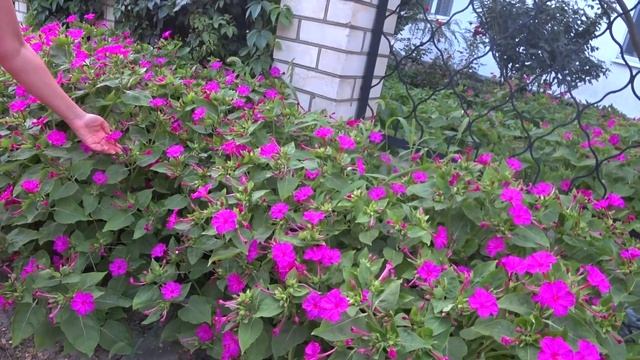 В ПЕСКЕ МОЖНО И ЗАСТРЯТЬ ВЕЧЕРНИЙ ПРОМЕНАД ПО БЛАГОВЕЩЕНСКОЙ смотреть онлайн