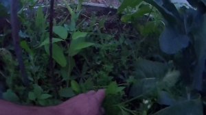 Колоновидная черешня сорт Хелена. Выращивание канадской черешни без укрытия в Челябинске