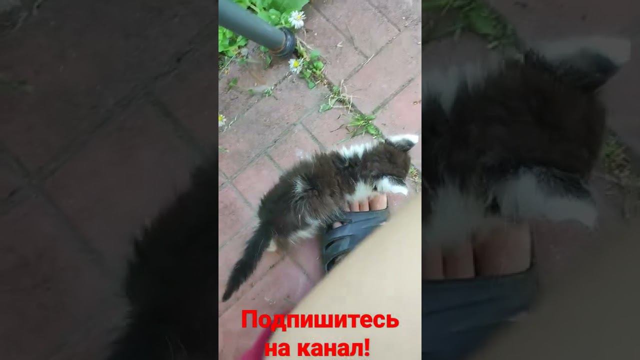 котëнок ходит вокруг меня смотреть онлайн