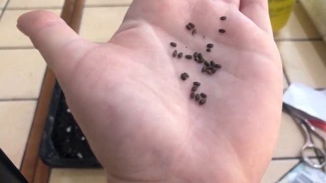 Сальвия посев на рассаду