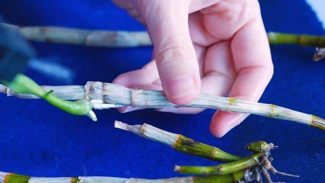 Salvando orquídea dendrobium phalaenopsis sa nook morada смотреть онлайн