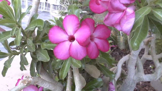Desert rose plant - grow & care (Adenium obesum) смотреть онлайн