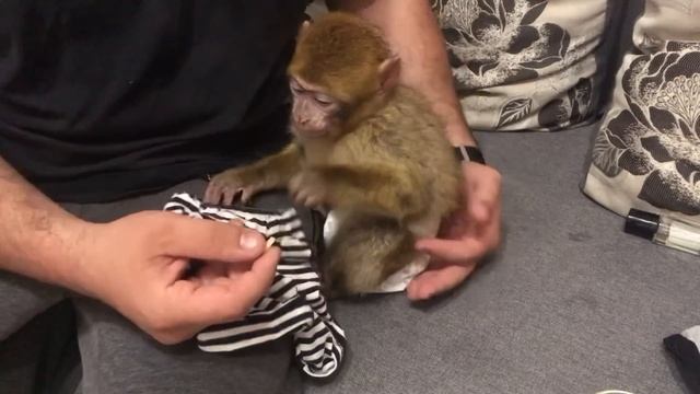 Вот вам и животное… Обезьяна показала какое должно быть утро! Марта после душевой смотреть онлайн