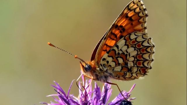 Дневные бабочки. Виды, описание смотреть онлайн