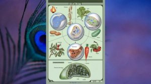 §3 "Строение растительной и животной клеток", Биология 6 класс, Сивоглазов.