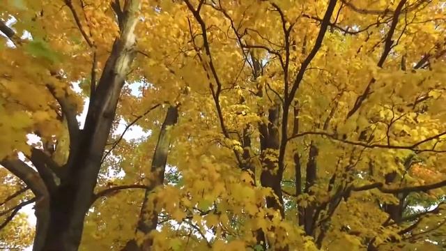 Musique Douce, Calme Apaise Le Système Nerveux Et Plaît à L'âme Musique Apaisante Pour Les Nerfs,