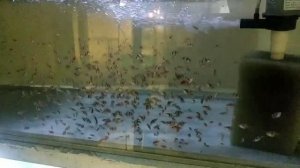 Мальки тернеции первое кормление и сортировка барбусов