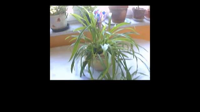 Plant Watering Balls - A Unique Handmade Gift смотреть онлайн