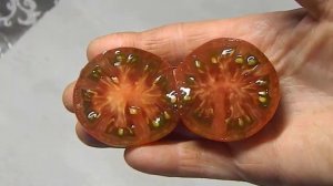 Томат Спящая леди гном. Тест зрелых плодов.