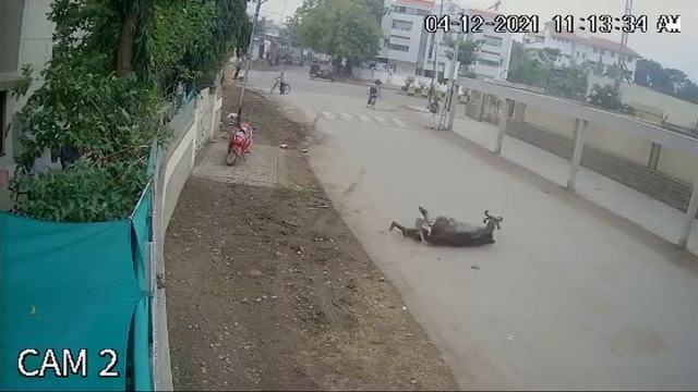 Буйная корова смотреть онлайн