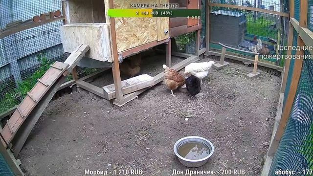 Курятник. Жизнь в курятнике. Можно покормить онлайн. Chicken Coop Stream. Online Feed