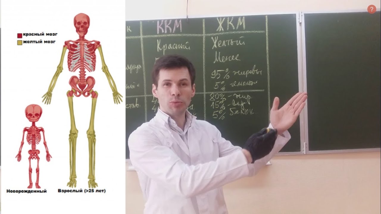 Костный мозг.mp4 смотреть онлайн
