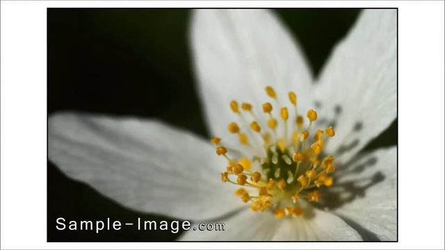 Schneider-Kreuznach Durst Componon 80mm f/5.6 - Sample Images смотреть онлайн