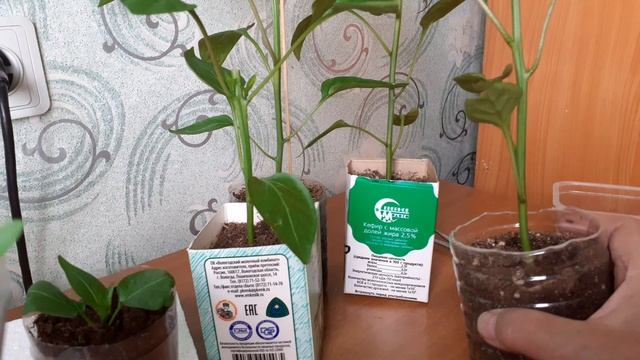 Можно вырастить рассаду из боковых побегов перца. смотреть онлайн