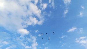 Голубедром Красная Горка. Николаевские высоколетные торцовые голуби