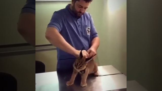 Baby Caracal Hissing At Vet