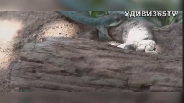 НЕВЕРОЯТНЫЕ БИТВЫ ЖИВОТНЫХ! Версус ! Змеи VS белка, геккон, четепаха! смотреть онлайн