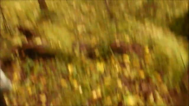 Лесок и грибки. смотреть онлайн