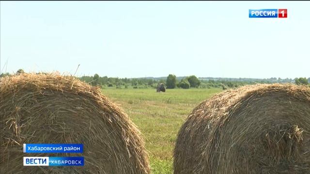 Экспериментальный сенокос: фермеры Хабаровского края готовят для бурёнок новые корма смотреть онлайн