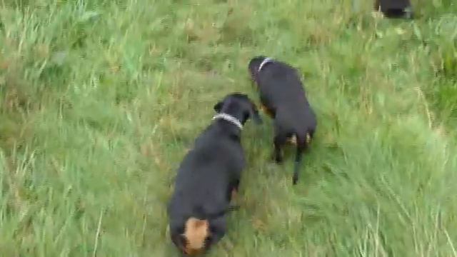 021 Прогулка с таксами.Парк Макса Ашманна в Калининграде. смотреть онлайн