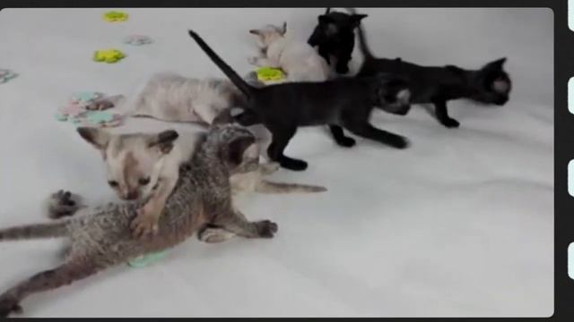 Are Devon Rex cats affectionate? Are Devon Rex cats rare? смотреть онлайн