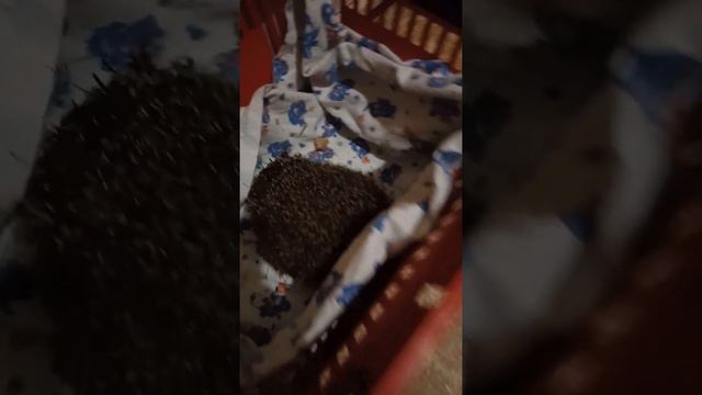 Спасли ёжиков зимой смотреть онлайн