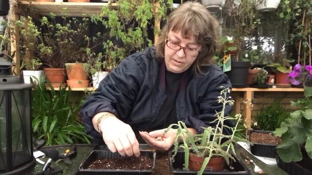 Nilgud - Yngleblade - Kalanchoe daigremontiana som jeg tager stiklinger, af dem. смотреть онлайн