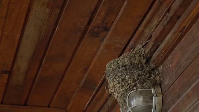 Ласточки на море! Или про смену подгузников птенцам!)) смотреть онлайн