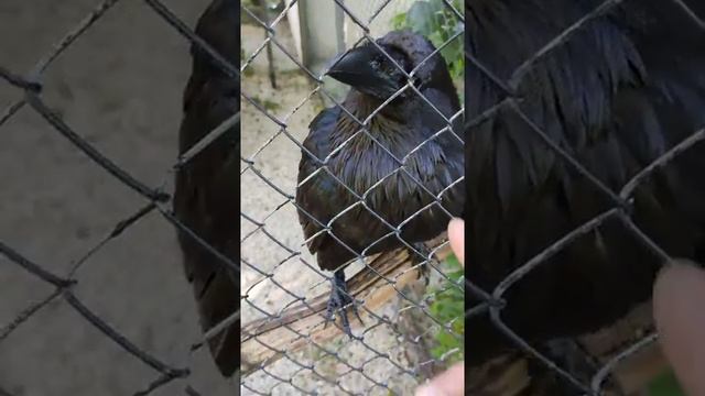 Говорящий ворон (talking raven) смотреть онлайн