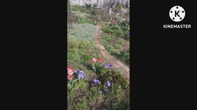 Крымские Тюльпаны на Вербное Воскресенье. ( Переделал Парад ????) смотреть онлайн
