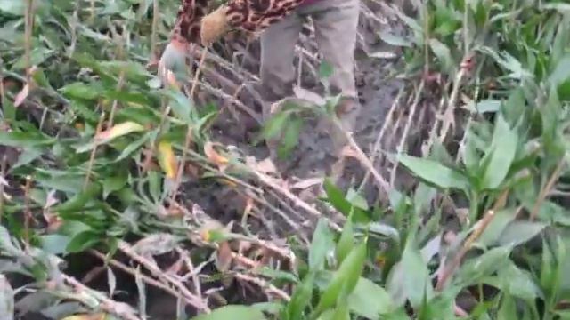 How to train lucky bamboo stalks to be spiral смотреть онлайн