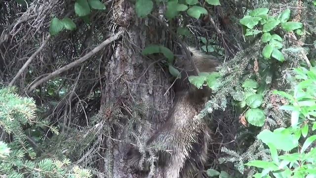 Дикобразы в дикой природе - Porcupines in the wild - 2019 смотреть онлайн