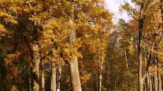 Ya ekhala domoj (Flute version) смотреть онлайн