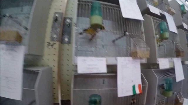 Италия Сардиния Выставка птиц в Терральбе 2 ч смотреть онлайн