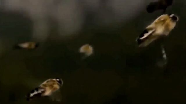 ПЧЕЛЫ - Удивительные создания природы. Самые интересные факты из жизни пчел! смотреть онлайн