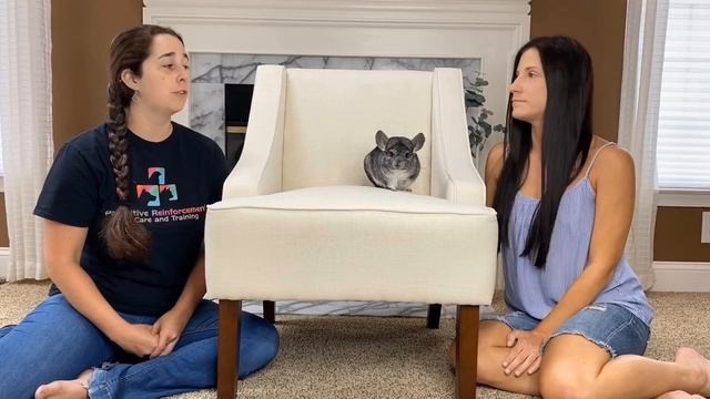 Training Your Chinchilla ?? смотреть онлайн