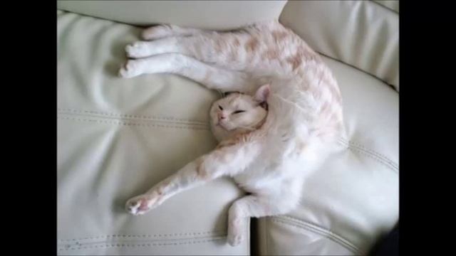 Спящие коты смотреть онлайн