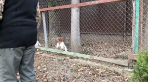 Как отучить собаку бояться выстрела.