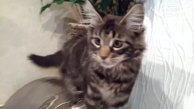 Будни мейн-куна смотреть онлайн