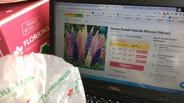 КЛУМБА ИЗ МНОГОЛЕТНИКОВ ДЛЯ НАЧИНАЮЩИХ! МОИ ПОКУПКИ САЖЕНЦЕВ И КОРНЕВИЩ! АНЕМОНА, ЛЮПИН, ФЛОКС! смотреть онлайн