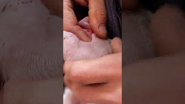 удаление клыков у поросят смотреть онлайн