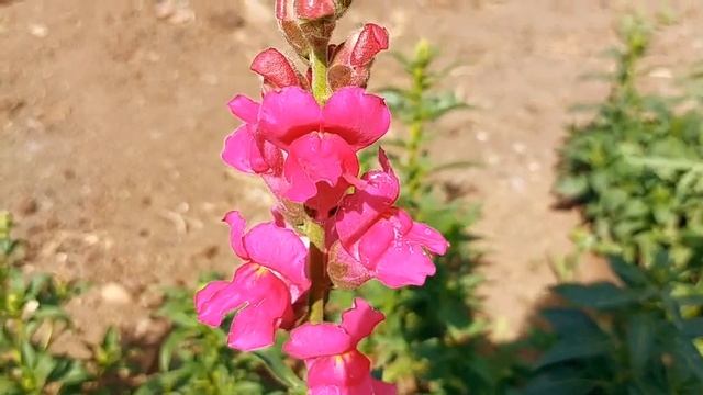 5 июля Ульянин день. Что нельзя делать в этот день. Народные приметы. смотреть онлайн