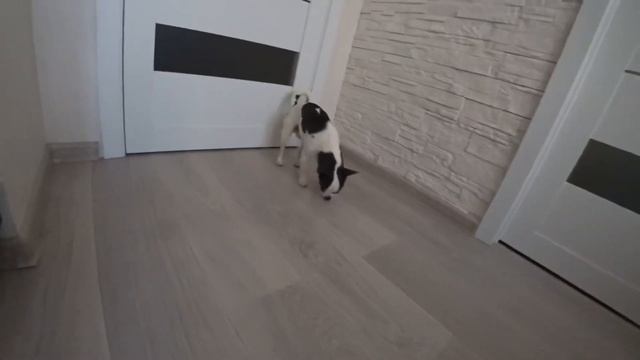 Что делать если собака лает и воет одна дома смотреть онлайн