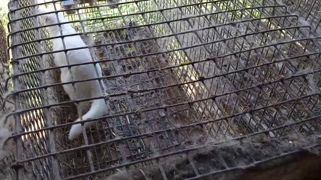 Ферма где разводят норку смотреть онлайн